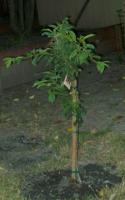 the planting of the plum tree, May 12