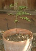redwood seedling