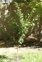 plum tree after two months