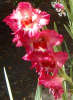 gladiolus and a little white honeysuckle behind it