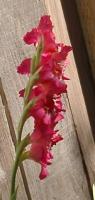 back view of one of the glads