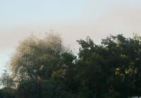 smoke from the fire