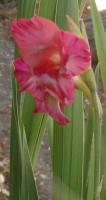 Another one blooming when we thought their season was spent