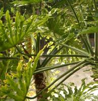 Fern-inand Magellan