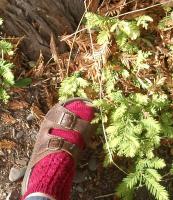 at the foot of/and the redwood