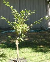 My baby plum tree from my kids