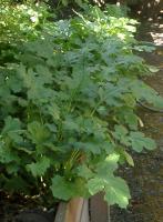 These have thorns, too, but they\'re pretty