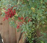 October berries