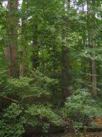 the back yard