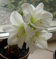 Antarctic amaryllis variety