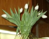 Ann\'s tulips