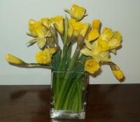 Daffodils from Kelli