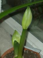 amaryllis in happy anticipation