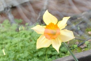the flower whose name sounds like I\'m stuttering again