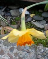 narcissus trying not to trip over its feet