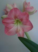 amaryllis