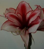 laughing amaryllis