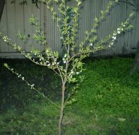 baby plum tree