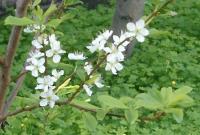 the fruit starts with the flower