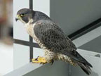 clara-peregrine-sj
