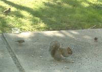 towhee, finch, squirrel, and junco