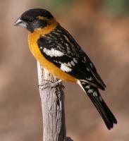black-headed grosbeak