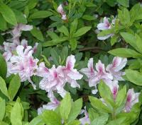 azaleas!