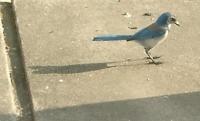 hey, kid, t'is a jaybird
