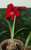 amaryllis for Helene