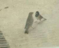 junco feeding female house finch just outside my door