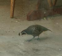 California quail