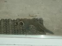 California quail was looking in the window at me